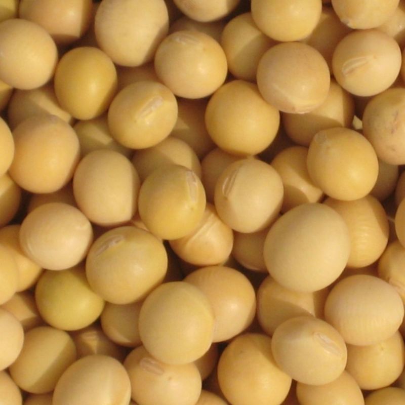 东北大豆质量保证大量供应