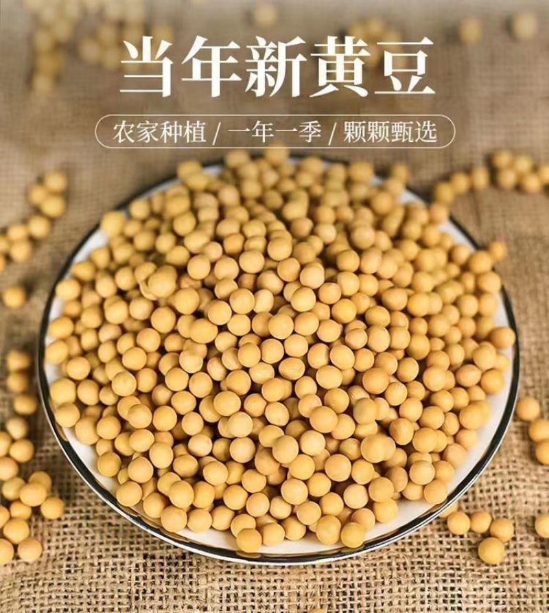 东北大豆质量保证大量供应