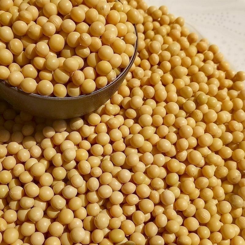 东北大豆质量保证大量供应