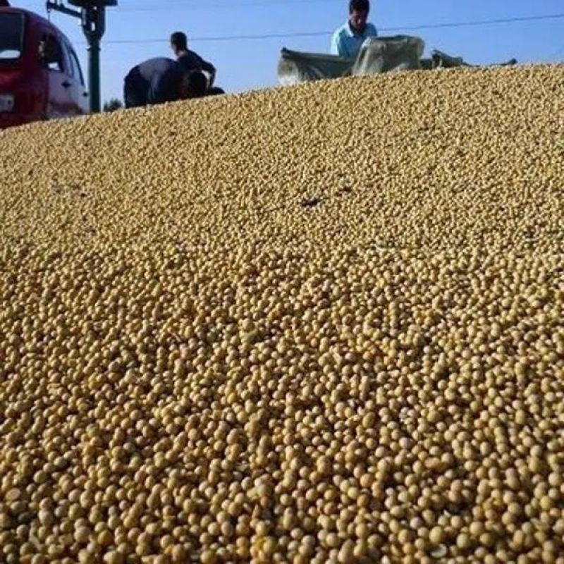 东北大豆质量保证大量供应