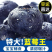 云南花香蓝莓，支持一件代发，各大电商平台，