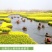 油菜籽种子四季易种早熟98天高产夏季油菜籽冬油菜籽