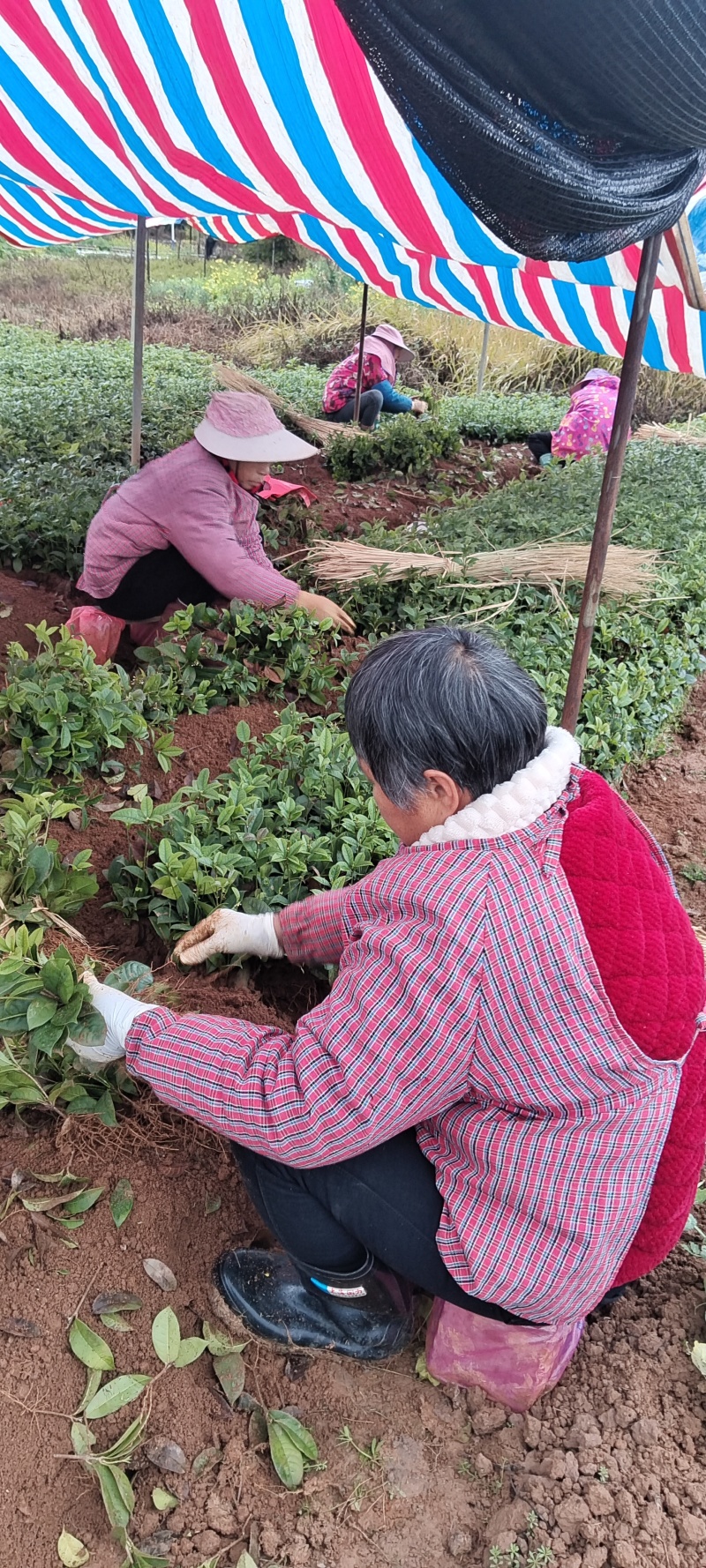 四季桂小苗大量供应，基本直发，量大优惠价