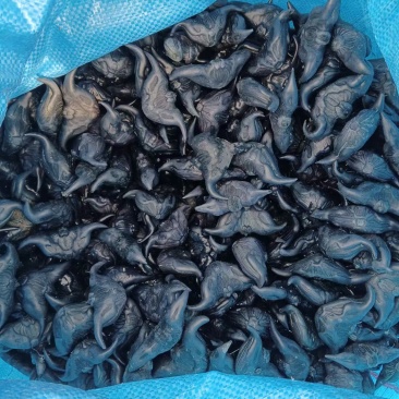 大青菱角种子，皮薄肉厚，产量高