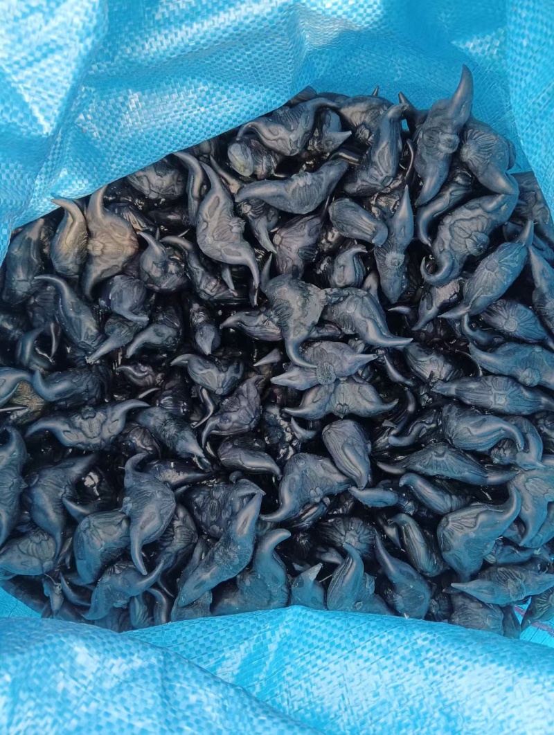 大青菱角种子，皮薄肉厚，产量高