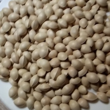山东白果