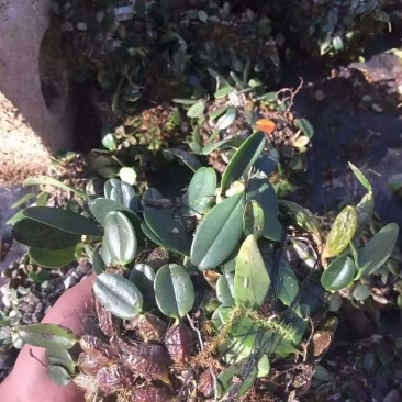 石橄榄单叶独叶