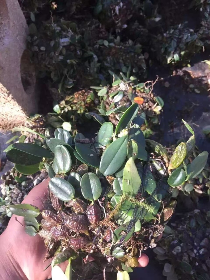 石橄榄单叶独叶