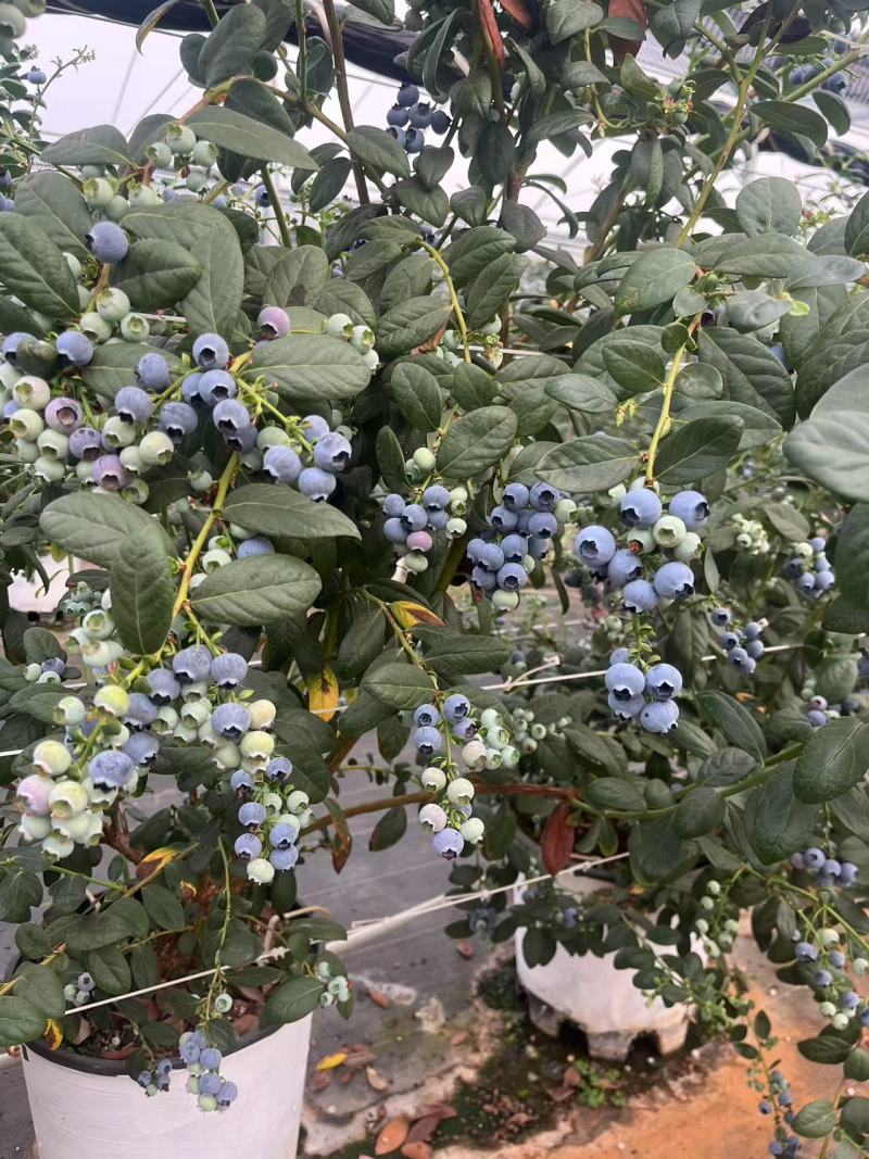 云南高原露天蓝莓电商供应链快递包邮新鲜水果
