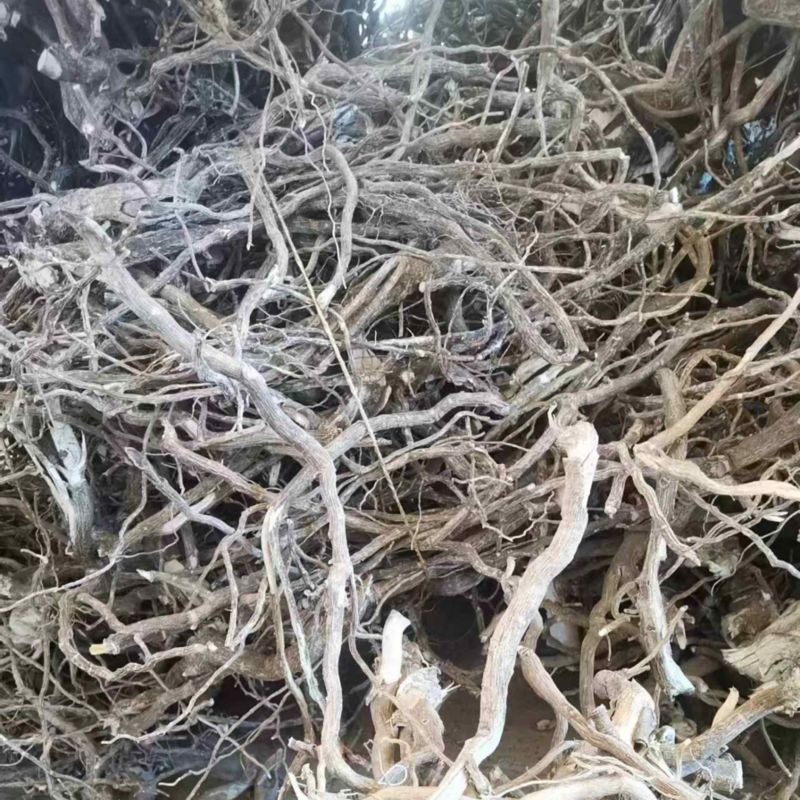 黄花倒水莲