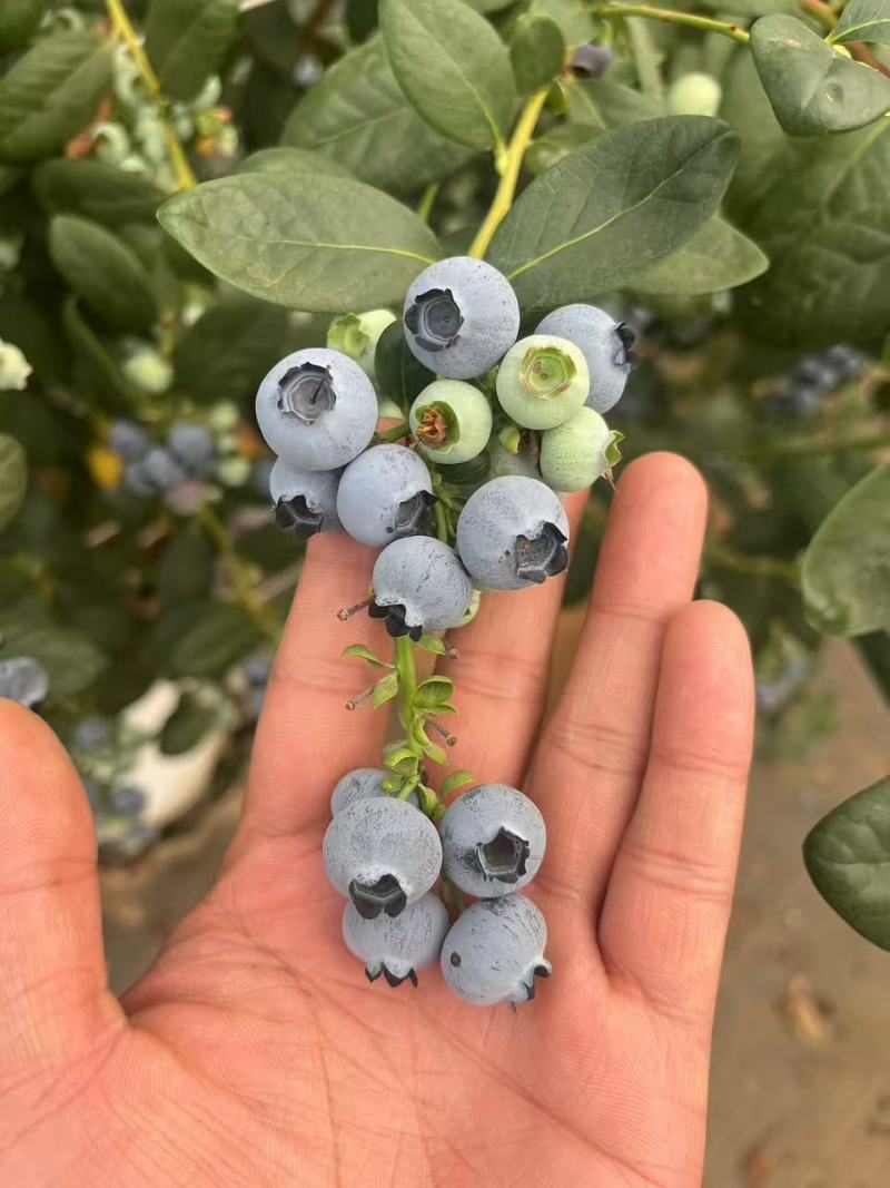 云南蓝莓鲜果太空杯装，一件代发，顺丰空运包邮，大量接单！