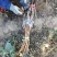 河北占地葡萄树种植基地各种葡萄苗一手货源质好价优易成活