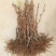 河北占地葡萄树种植基地各种葡萄苗一手货源质好价优易成活