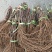 河北占地葡萄树种植基地各种葡萄苗一手货源质好价优易成活
