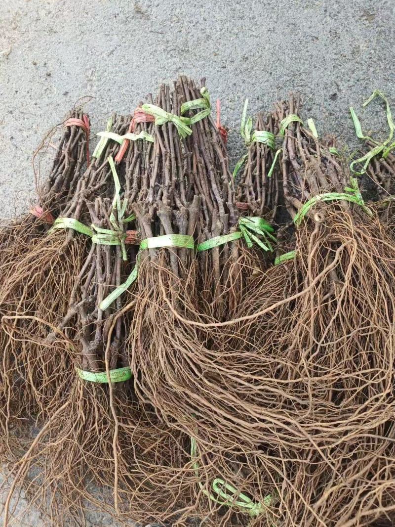 河北占地葡萄树种植基地各种葡萄苗一手货源质好价优易成活
