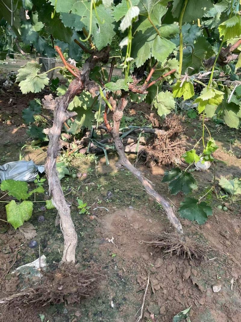 河北占地葡萄树种植基地各种葡萄苗一手货源质好价优易成活