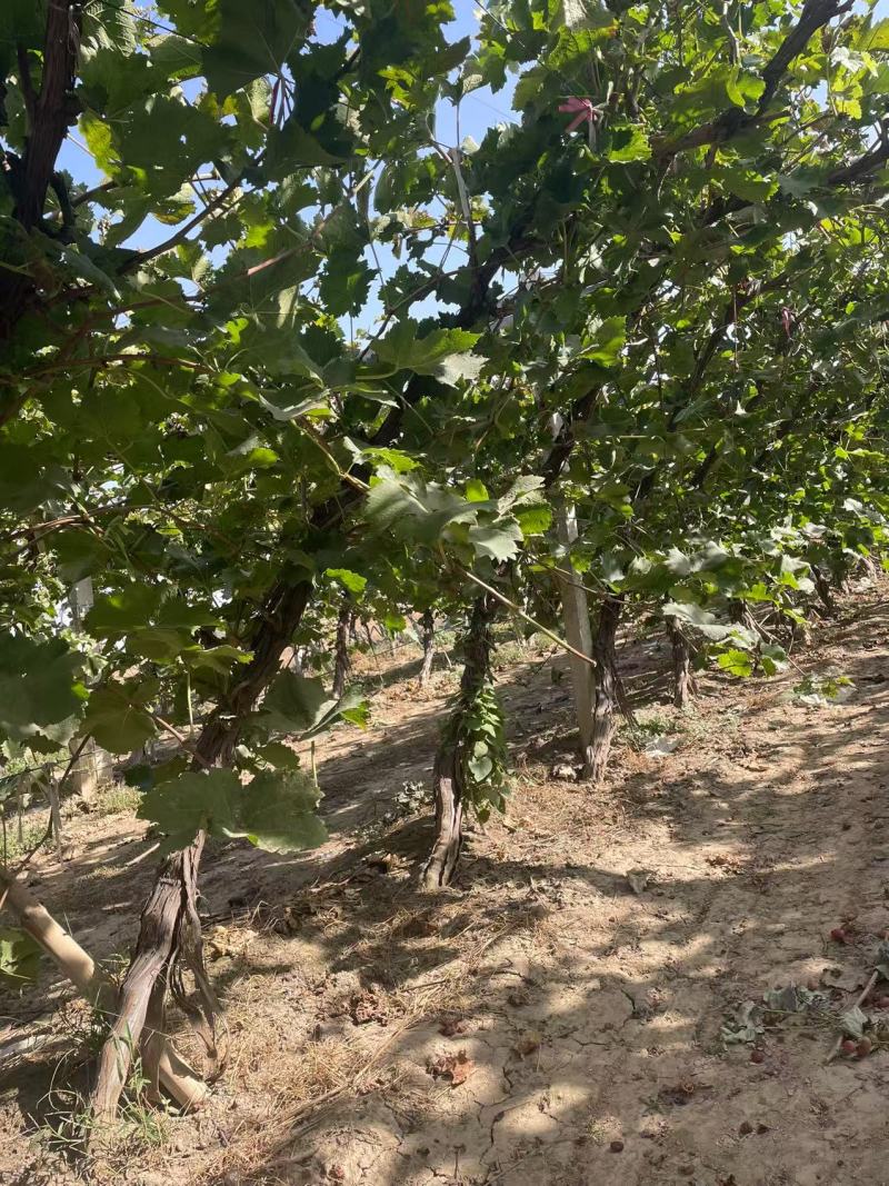 河北占地葡萄树种植基地各种葡萄苗一手货源质好价优易成活