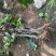 河北占地葡萄树种植基地各种葡萄苗一手货源质好价优易成活