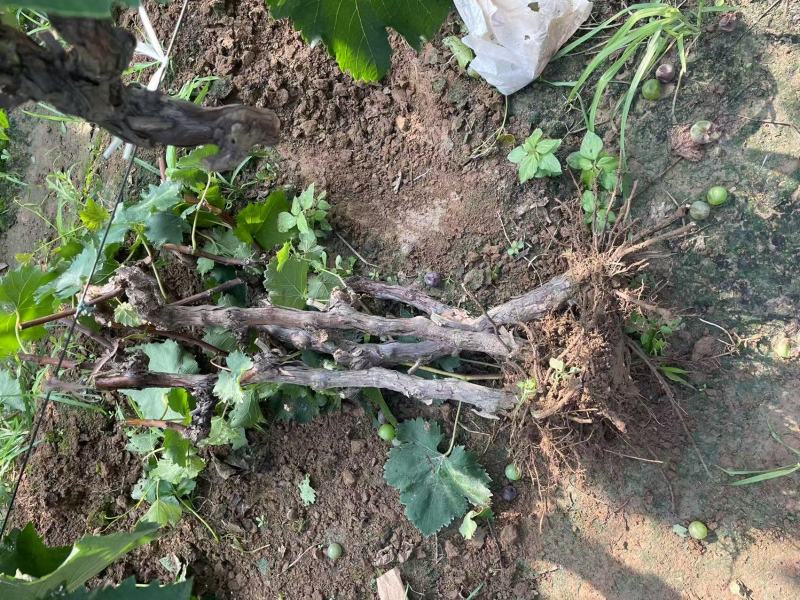 河北占地葡萄树种植基地各种葡萄苗一手货源质好价优易成活