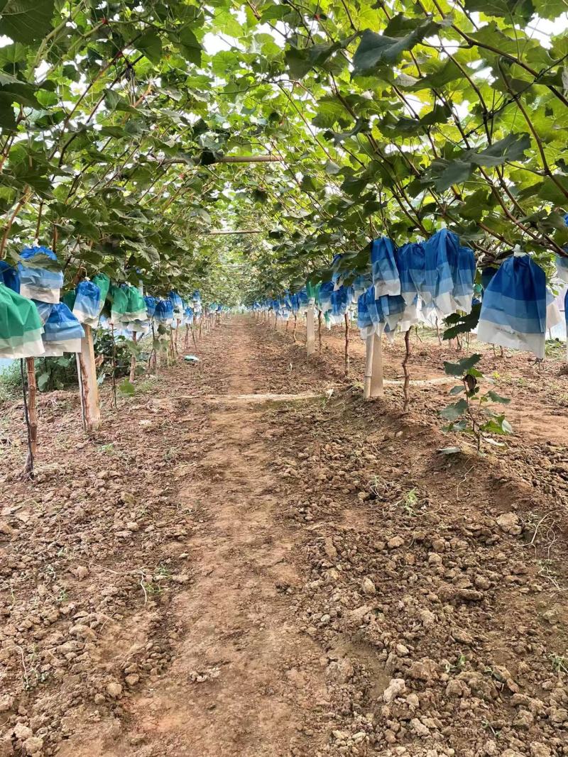 河北占地葡萄树种植基地各种葡萄苗一手货源质好价优易成活