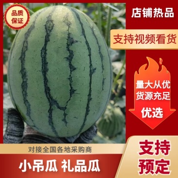 小吊瓜精品礼品西瓜大量有货对接电商