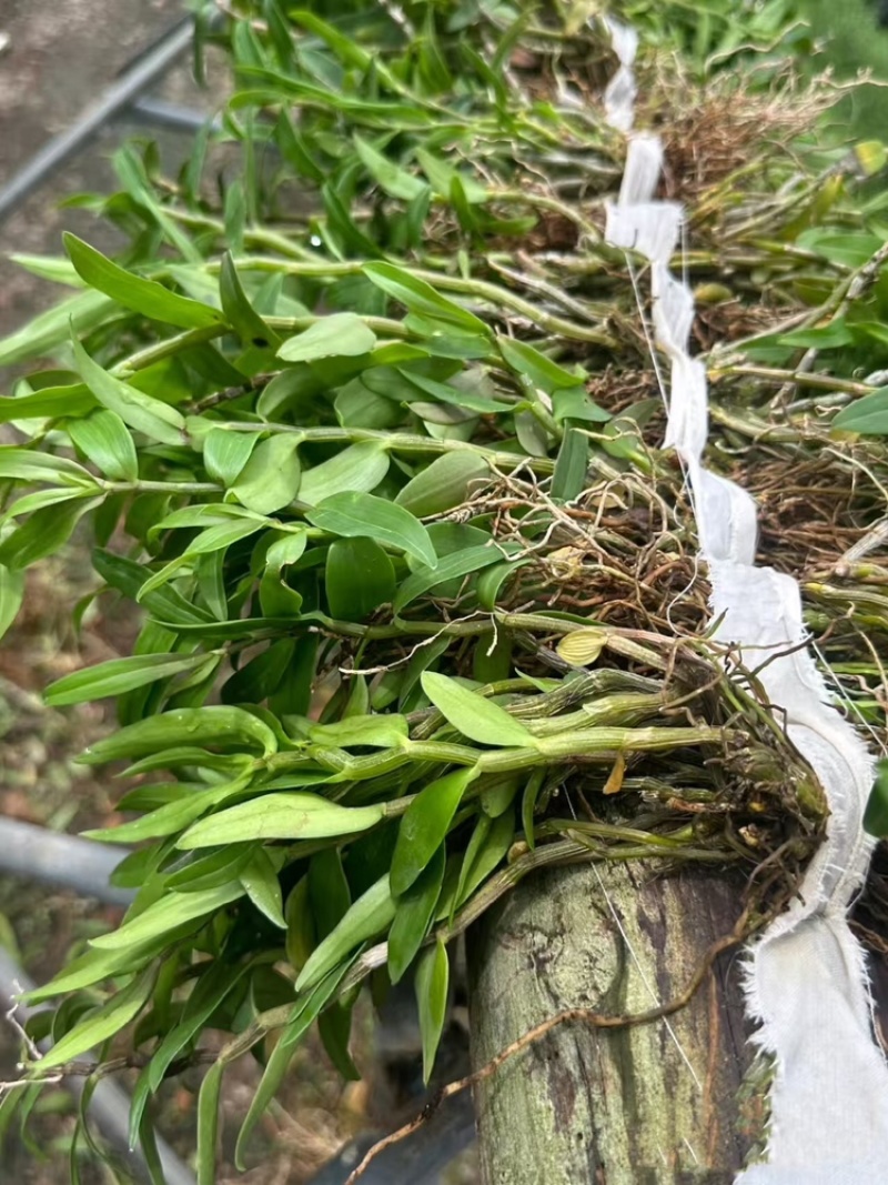 铁皮石斛苗基地直发成活率高根系发达