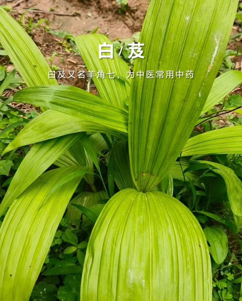 白芨直播苗，白芨训化苗，白芨块茎苗，包技术包回收
