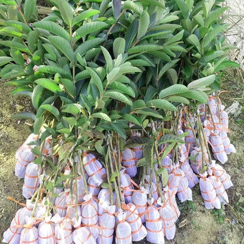 珍珠番石榴产地直发，大量有货，欢迎各位老板咨询采购