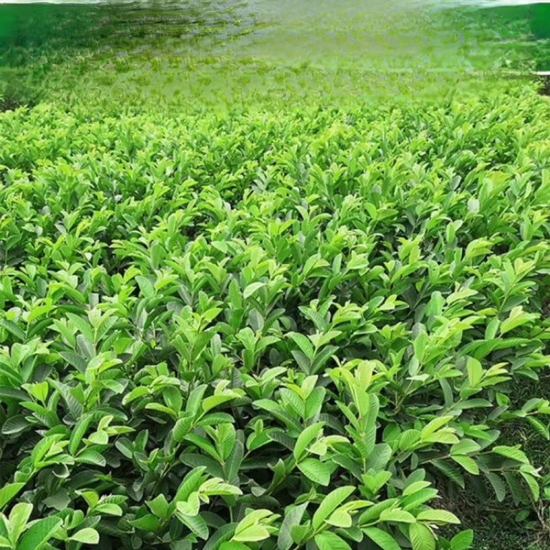 珍珠番石榴产地直发，大量有货，欢迎各位老板咨询采购