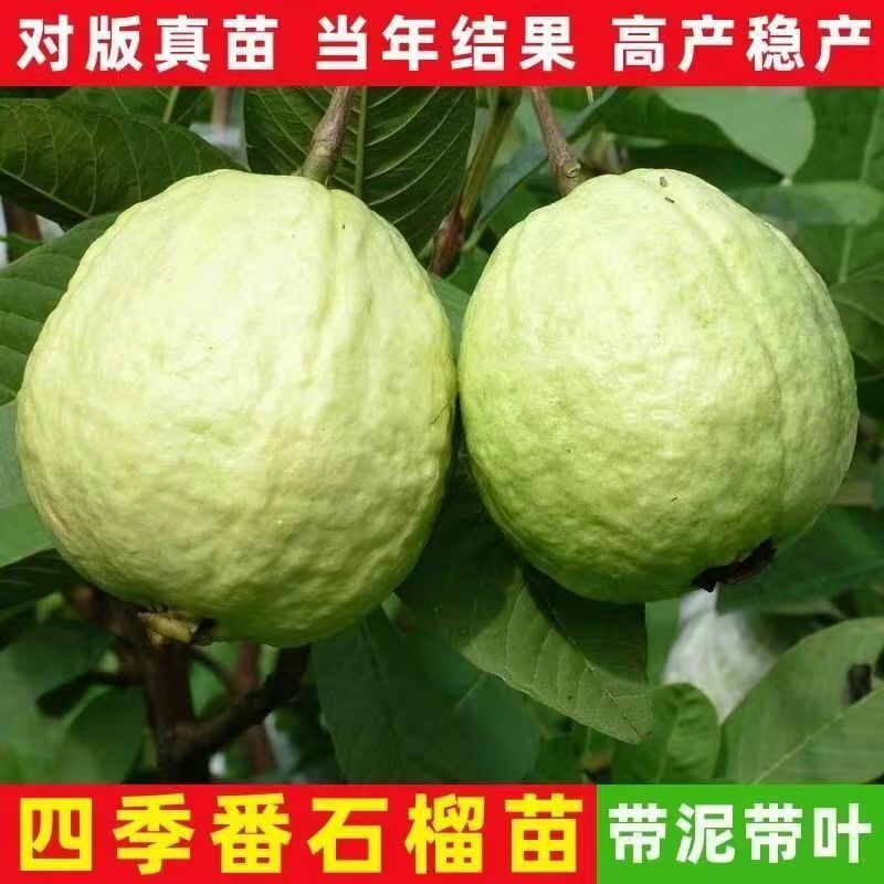 珍珠番石榴产地直发，大量有货，欢迎各位老板咨询采购