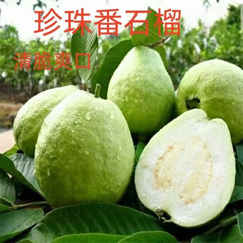珍珠番石榴产地直发，大量有货，欢迎各位老板咨询采购