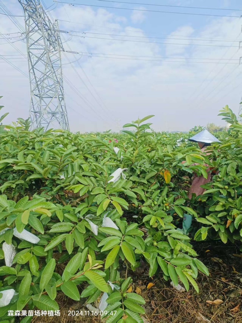 珍珠番石榴产地直发，大量有货，欢迎各位老板咨询采购