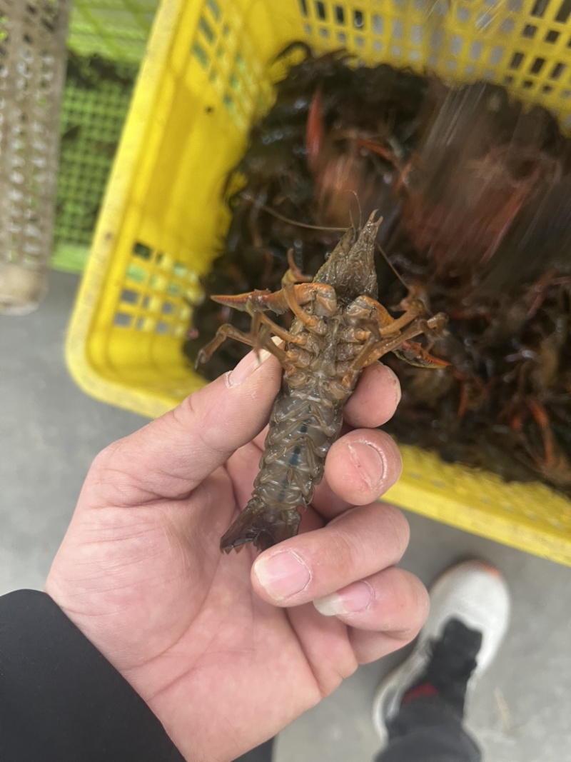 小龙虾