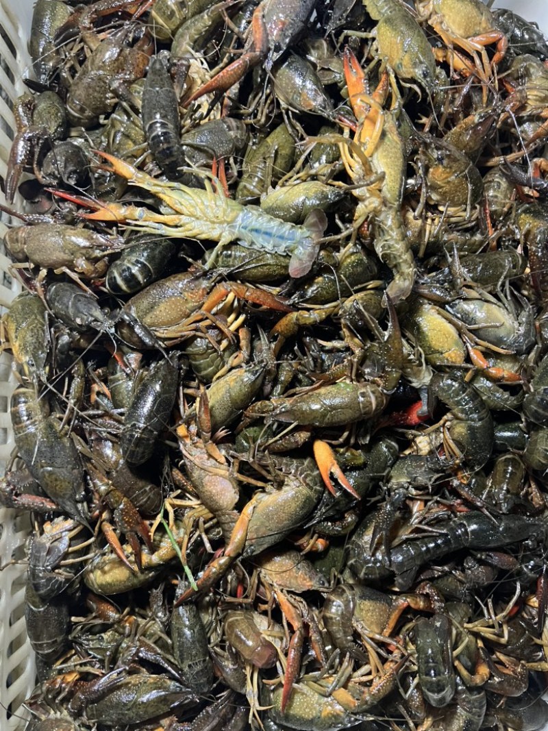 小龙虾