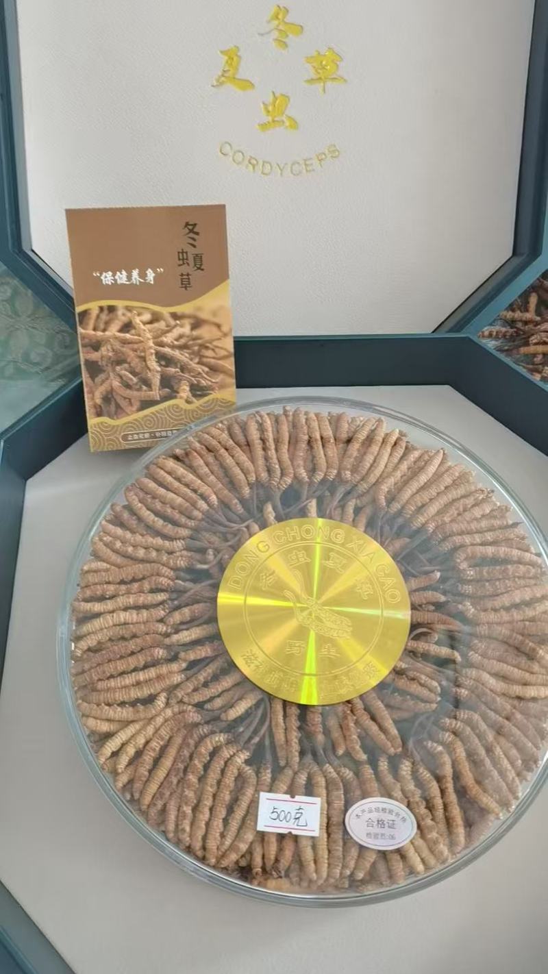 冬虫夏草来自西藏那曲，海拔高品质好，常年积雪，日照充足