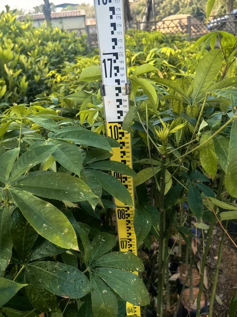 大腹木棉绿化苗木园林绿化苗苗场直供量大优惠