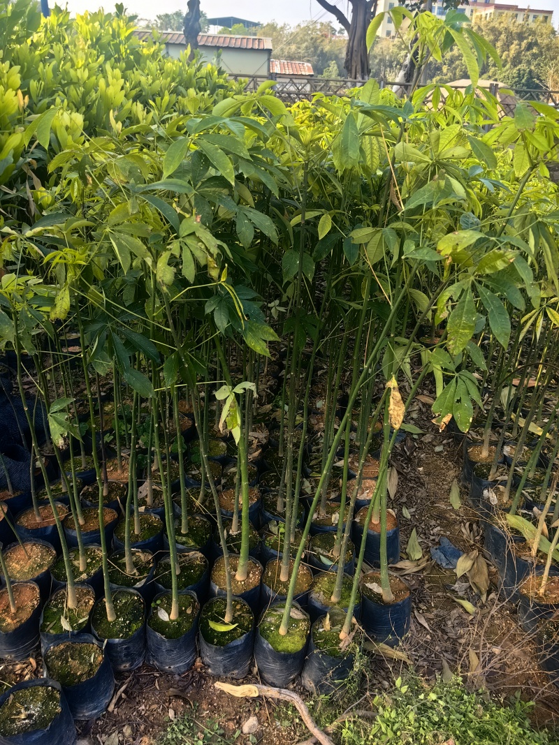 大腹木棉绿化苗木园林绿化苗苗场直供量大优惠