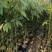 大腹木棉绿化苗木园林绿化苗苗场直供量大优惠