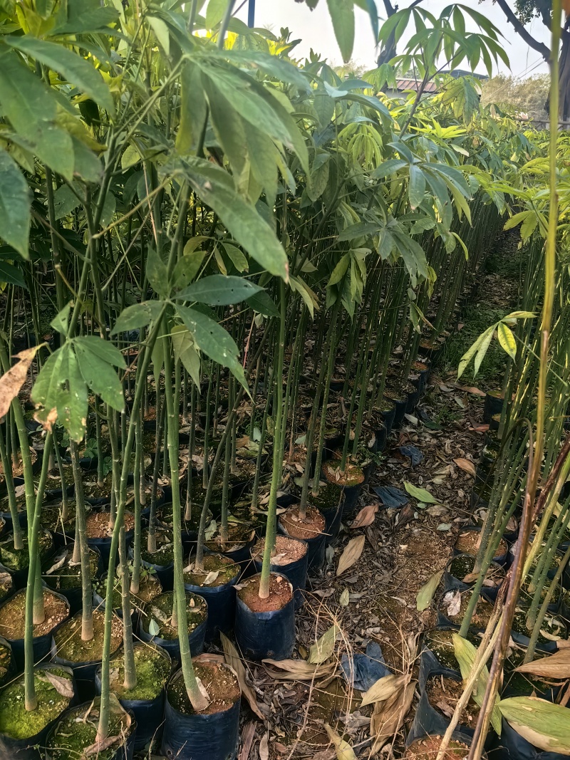 大腹木棉绿化苗木园林绿化苗苗场直供量大优惠