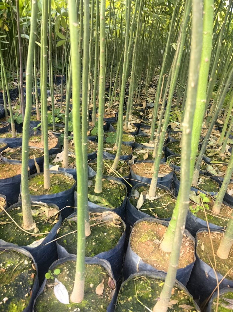 大腹木棉绿化苗木园林绿化苗苗场直供量大优惠