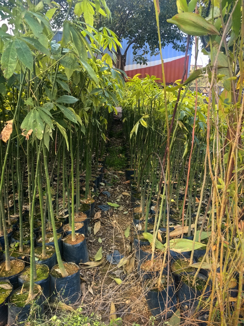 大腹木棉绿化苗木园林绿化苗苗场直供量大优惠