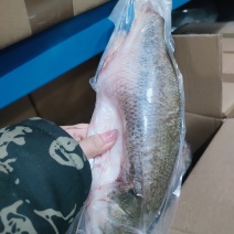 鲈鱼三去真空鲜鲈鱼