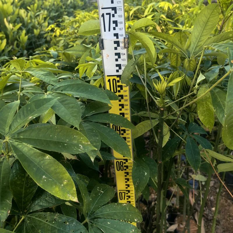 大腹木棉绿化苗木园林绿化苗苗场直供量大优惠