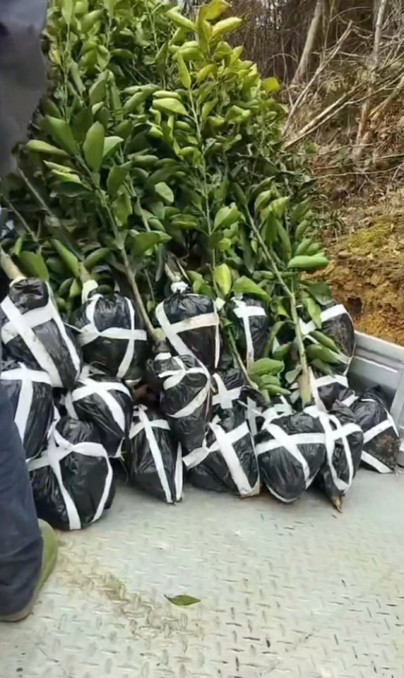 1.5公分的葡萄柚苗大量供应，保证品种品质，欢迎选购
