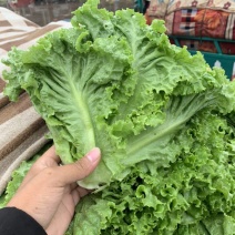 生菜意大利生菜大叶生菜货源稳定商超配货净菜加工