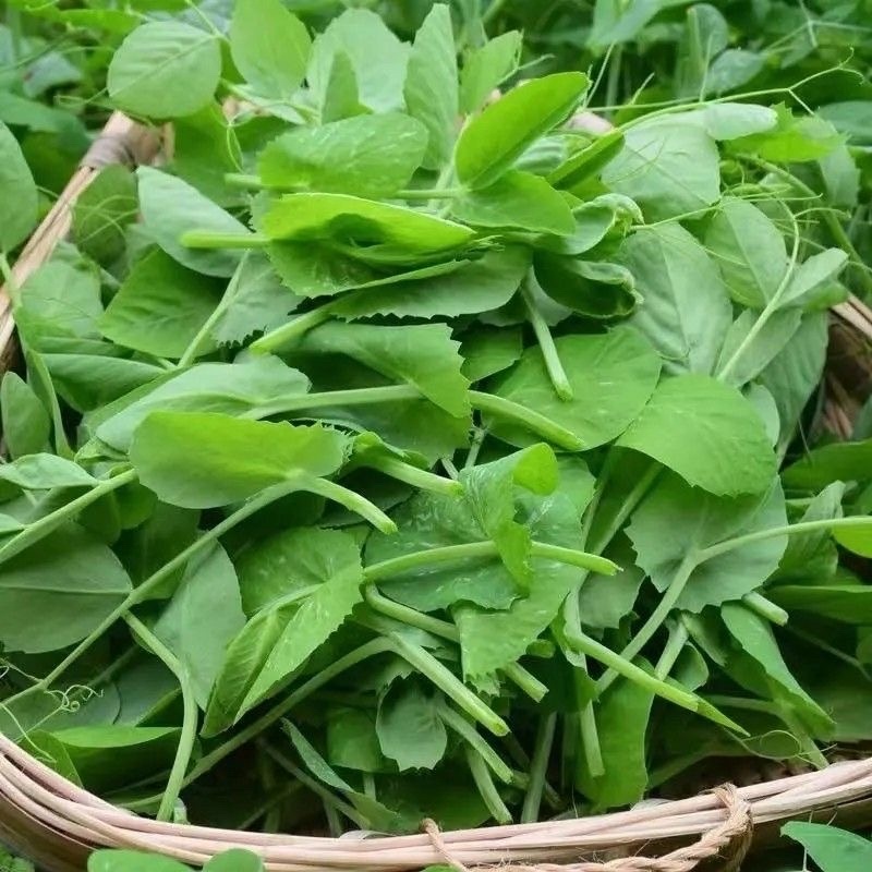 湖北枝江豌豆尖，豌豆苗新鲜上市，新鲜现摘