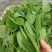 湖北枝江豌豆尖，豌豆苗新鲜上市，新鲜现摘