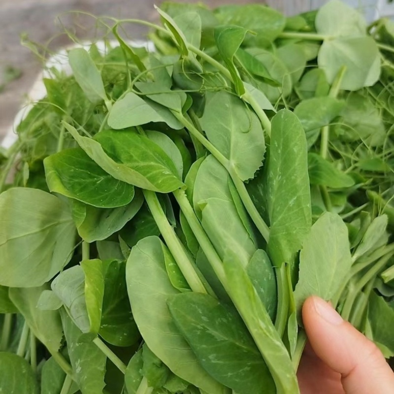 湖北枝江豌豆尖，豌豆苗新鲜上市，新鲜现摘