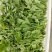 湖北枝江豌豆尖，豌豆苗新鲜上市，新鲜现摘