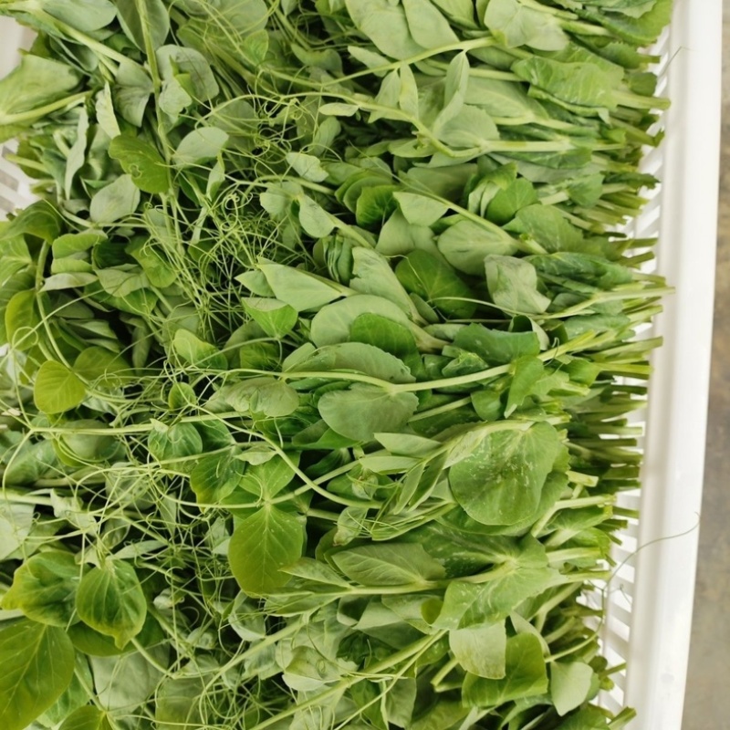 湖北枝江豌豆尖，豌豆苗新鲜上市，新鲜现摘